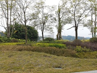 郊外开阔草地与树木景观