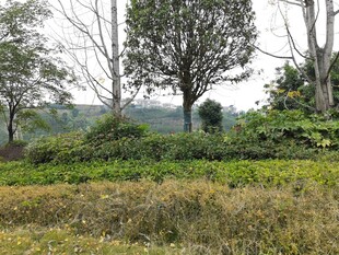 郊外草木葱茏的自然景致