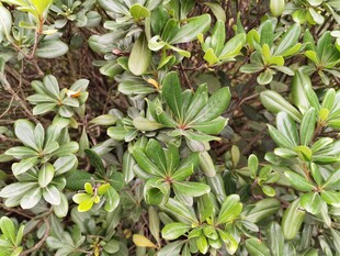 绿叶黄花的繁茂植物