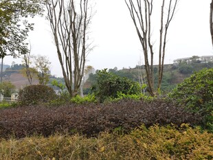 户外自然景观中的植物群落