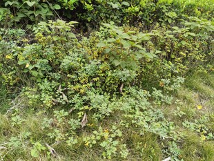 野外繁茂绿植景象