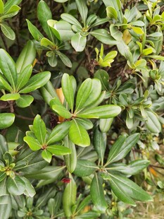 绿叶繁茂的植物景观