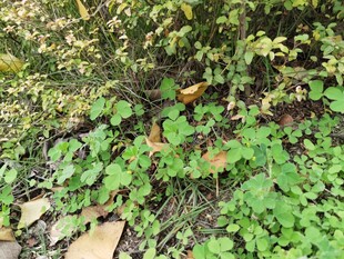 地面绿植与落叶景观