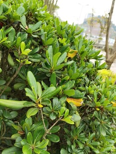 翠绿繁茂的灌木丛