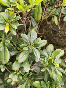 绿叶繁茂的植物景观