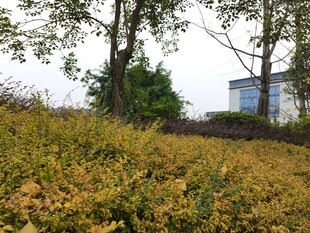 秋日草地与树木景观