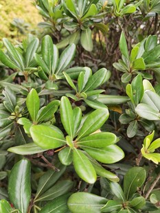 翠绿繁茂的海桐植物