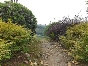 乡间泥泞小径绿植环绕