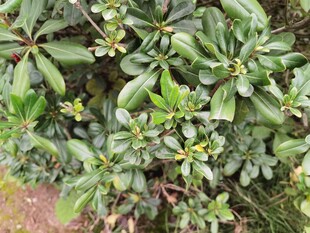 绿叶繁茂的植物景观