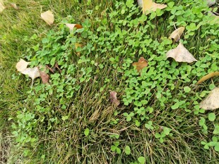 地面上的绿叶与落叶