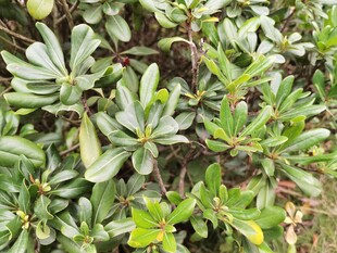 绿叶繁茂的植物景观