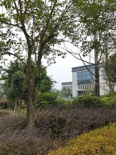 户外树木与建筑景观