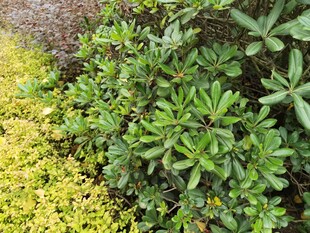 绿植景观黄绿植物相间