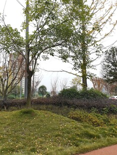 户外绿意盎然的自然景致