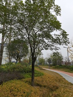 乡村小路旁的绿树与草地