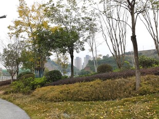 秋日路边树林景致