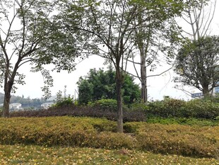 秋日园林景观树木与灌木