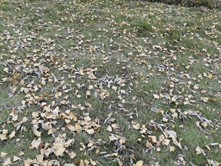 地面散落枯黄落叶景象