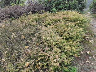 户外灌木丛景观