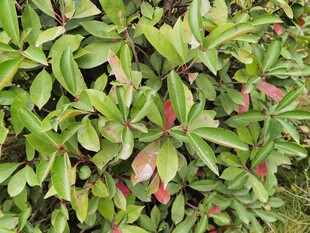 绿叶红边的繁茂植物