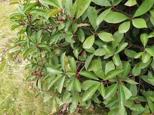 绿叶繁茂的植物景观