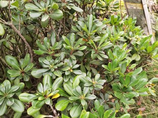 绿叶繁茂的灌木丛