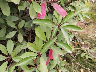 粉色花朵绽放绿叶间