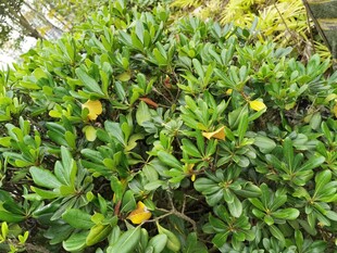 绿叶间的黄色小花