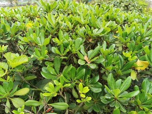 翠绿繁茂的灌木丛