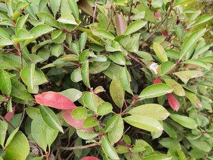 绿叶丛中一抹红