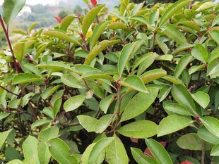 绿叶繁茂的植物景观