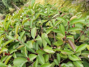翠绿繁茂的植物群