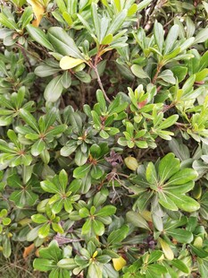 绿叶繁茂的植物景观