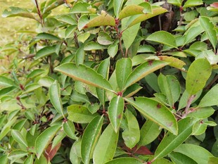 绿叶繁茂的植物景观