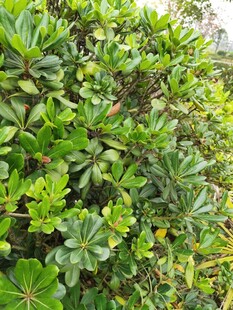 翠绿繁茂的绿植景观