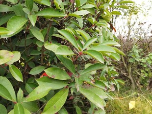 绿叶繁茂的植物景观