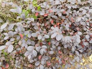 灰叶植物与红果景观