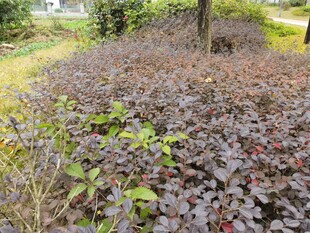 庭院中多彩的低矮植物