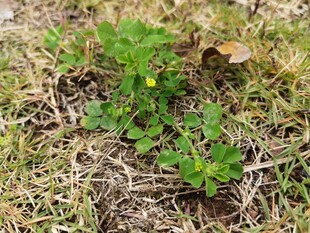 草地上的嫩绿植物
