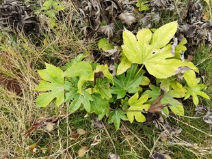 绿叶植物生长于地面