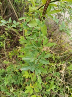野外丛生的绿色植物