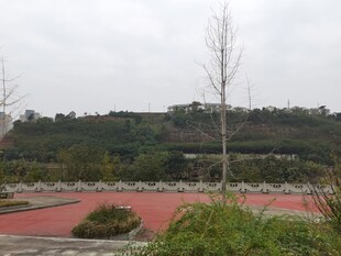 户外红地绿植景观