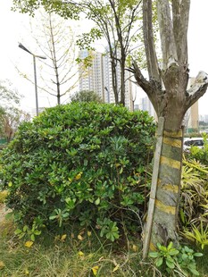 城市绿化带中的树木与灌木