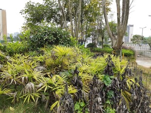 城市中的绿植景观