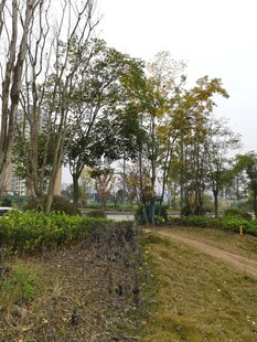 郊外林间小道自然景致