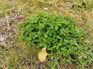 草地上的绿色植物与黄叶