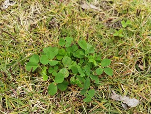 嫩绿野草生长于地面