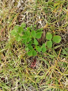 草丛中的嫩绿植物