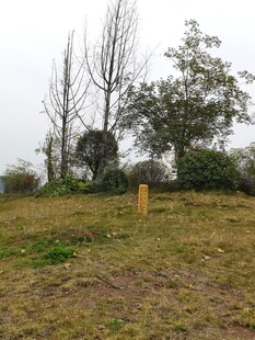 野外空旷草地与树木景象