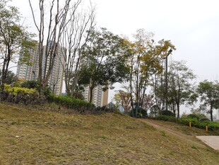 户外草地旁的树木景观